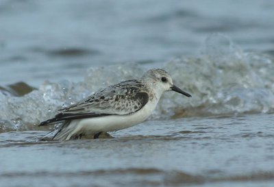 9.10 049_Sanderling-1.jpg