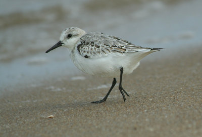 9.10 191_Sanderling-1.jpg