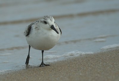 9.10 193_Sanderling-1.jpg