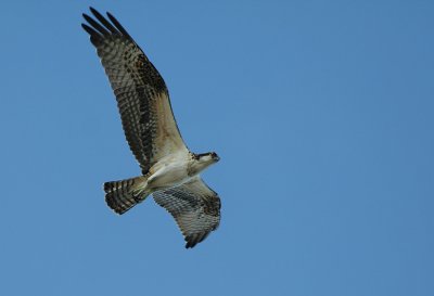 9.10 094_Osprey-1.jpg