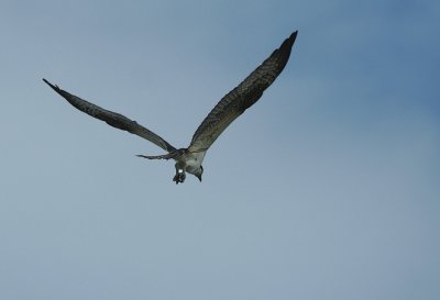 9.10 123_Osprey-1.jpg