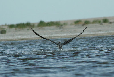 9.10 125_Osprey-1.jpg