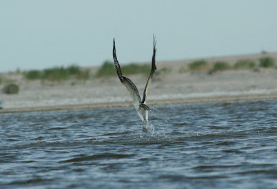 9.10 126_Osprey-1.jpg