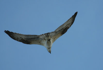9.10 075_Osprey-1.jpg