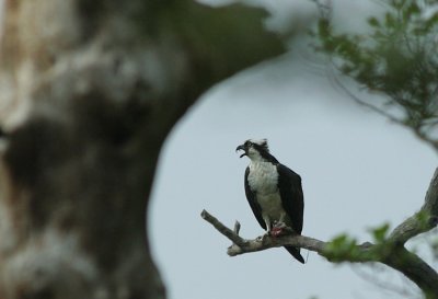 IMG_1324_Osprey-1.jpg
