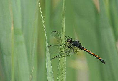 IMG_1330_Dragonfly-1.jpg