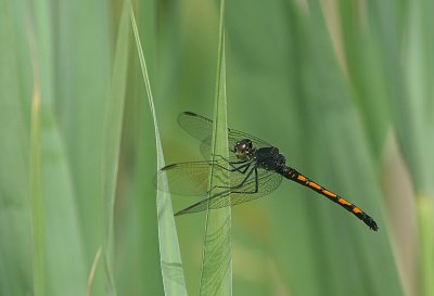 IMG_1329_Dragonfly-1.jpg