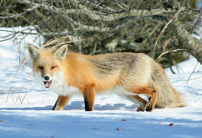 2.10 003_Fox-1.jpg