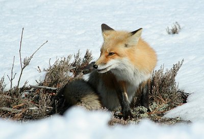 2.10 030_Fox-1.jpg