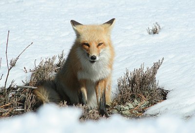 2.10 046_Fox-1.jpg
