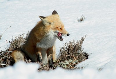 2.10 049_Fox-1.jpg