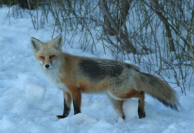 2.10 142_Fox-1.jpg