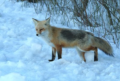 2.10 143_Fox-1.jpg