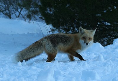 2.10 154_Fox-1.jpg