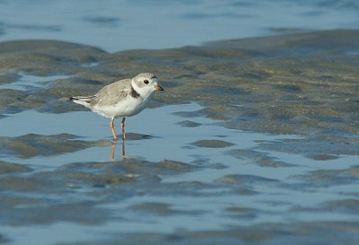 IMG_1574_Piping Plover-1.jpg