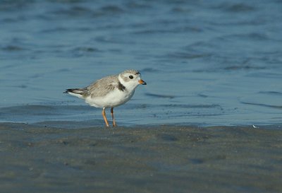 IMG_1580_Piping Plover -1.jpg