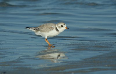 IMG_1633_Piping Plover-1.jpg