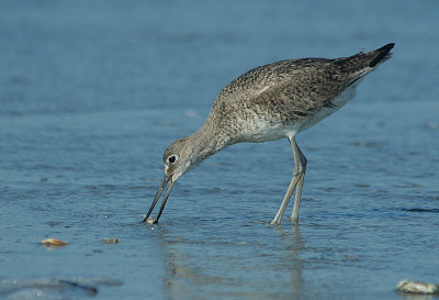 IMG_1398_Willet_1.jpg