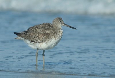 IMG_1412_Willet-1.jpg
