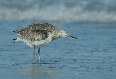 IMG_1413_Willet-1.jpg