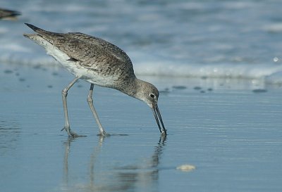IMG_1445_Willet-1.jpg