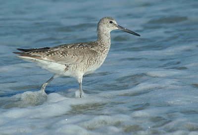 IMG_1479_Willet-1.jpg