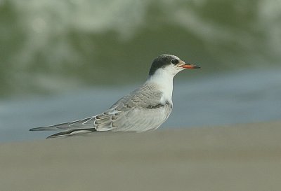 IMG_1965_Common Tern-1.jpg