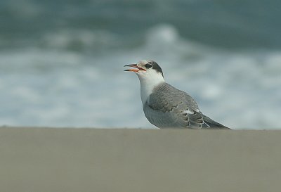 IMG_1969_Common Tern-1.jpg