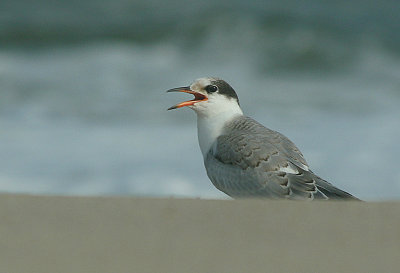 IMG_1971_Common Tern-1.jpg