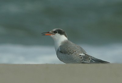 IMG_1976_Common Tern-1.jpg