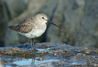 IMG_0543_Dunlin_1.jpg