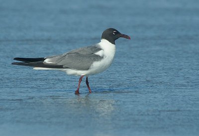 IMG_1440_Laughing Gull-1.jpg