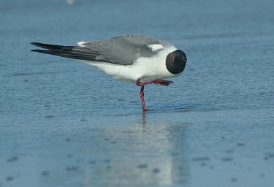 IMG_1443_Laughing Gull-1.jpg