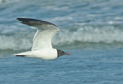 IMG_1529_Laughing Gull-1.jpg
