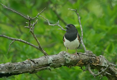 IMG_1273 Eastern Towhee-1.jpg