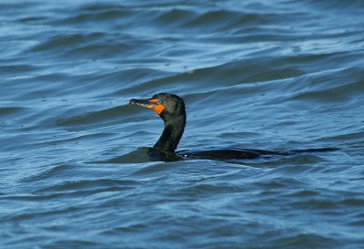 IMG_0539_Double-crested Cormorant-1.jpg