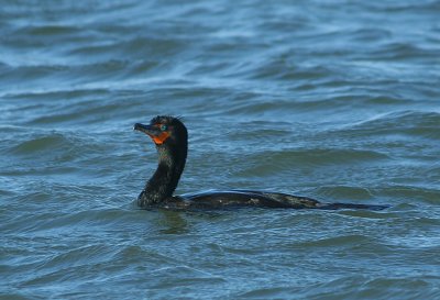 IMG_0540_Double-crested Cormorant-1.jpg
