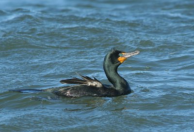 IMG_0569_Double-crested Cormorant-1.jpg