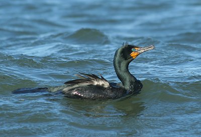 IMG_0570_Double-crested Cormorant-1.jpg