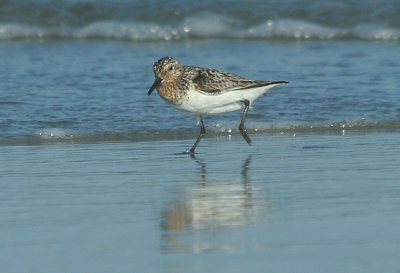 IMG_1538_Sanderling-1.jpg