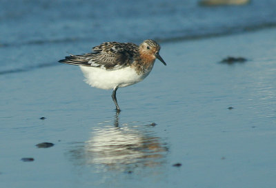 IMG_1770_Sanderling-1.jpg