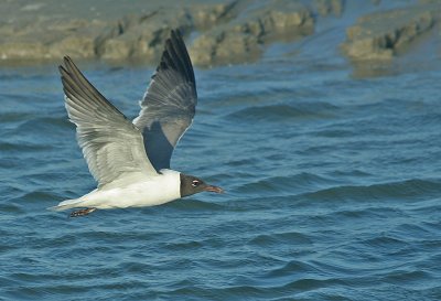 IMG_1754_Laughing Gull-1.jpg