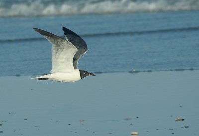 IMG_1743_Laughing Gull-1.jpg