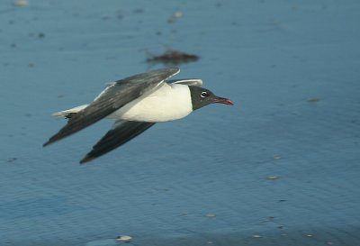 IMG_1735_Laughing Gull-1.jpg
