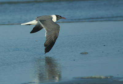 IMG_1669_Laughing Gull-1.jpg