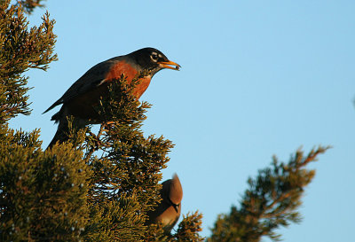 American Robin