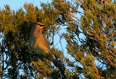 2.10 107_Cedar Waxwing_1.jpg