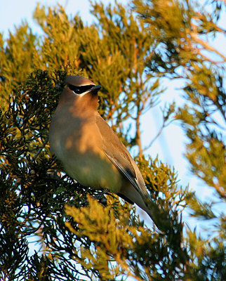 2.10 115_Cedar Waxwing_1.jpg