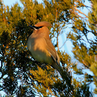 2.10 116_Cedar Waxwing_1.jpg