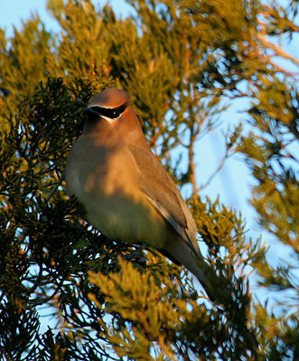 2.10 117_Cedar Waxwing_1.jpg